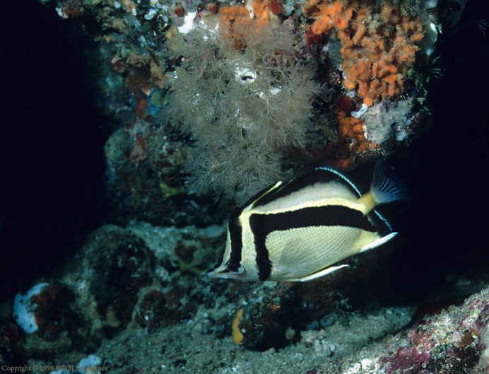 Chaetodon falcifer